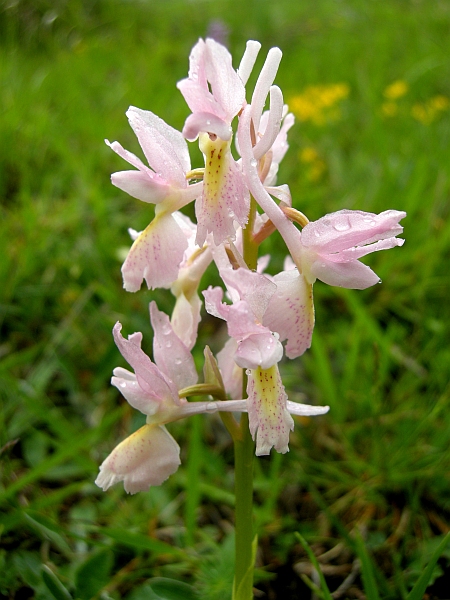 Orchis colemanii - variazioni cromatiche